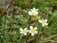 Saxifraga paniculata