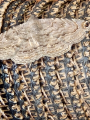 Toxonprucha pardalis