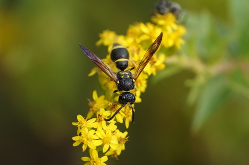 Smiling Mason Wasp photo 5