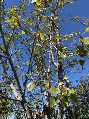 Populus