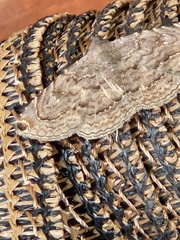 Toxonprucha pardalis