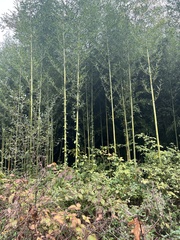 Phyllostachys