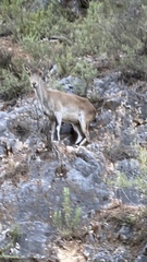 Capra pyrenaica