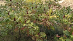 Rhus typhina