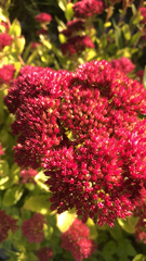 Hylotelephium telephium