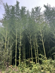 Phyllostachys