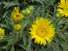 Pentanema montanum