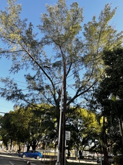 Casuarina equisetifolia