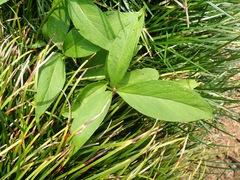 Pinellia ternata