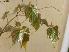 Acer morrisonense