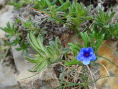 Glandora prostrata