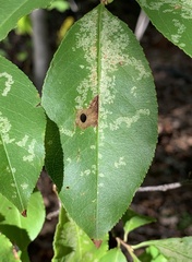 Coptodisca splendoriferella