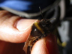 Bombus terrestris canariensis