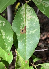 Coptodisca splendoriferella