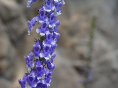 Anarrhinum bellidifolium