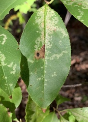 Coptodisca splendoriferella