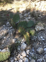 Opuntia orbiculata