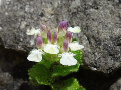 Teucrium pyrenaicum