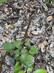 Coniophanes imperialis