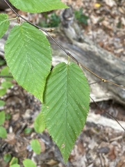 Betula lenta