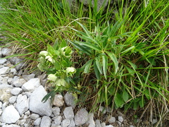 Helleborus foetidus