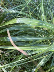 Miscanthus sinensis