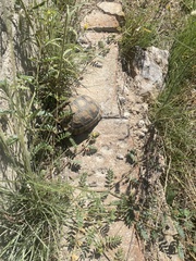 Testudo marginata
