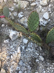 Opuntia orbiculata