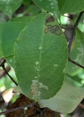 Stigmella oxyacanthella