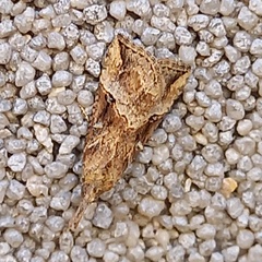 Hypena rostralis