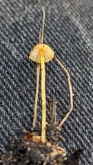Mycena acicula