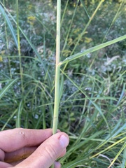 Miscanthus sinensis