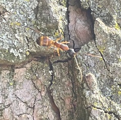 Camponotus americanus