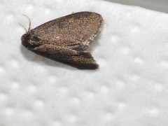 Psyche casta