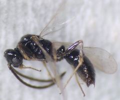 Ponera pennsylvanica