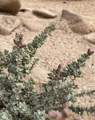 Atriplex glauca subsp. ifniensis image