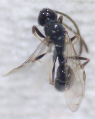 Ponera pennsylvanica