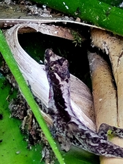 Anolis humilis