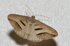 Chiasmia subcurvaria