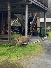 Odocoileus hemionus sitkensis