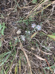 Symphyotrichum ericoides