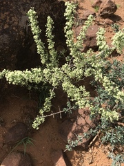 Asparagus burchellii
