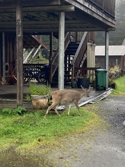 Odocoileus hemionus sitkensis