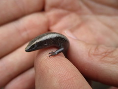 Chalcides coeruleopunctatus