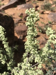 Asparagus burchellii