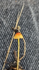 Mycena acicula