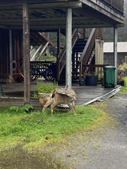Odocoileus hemionus sitkensis