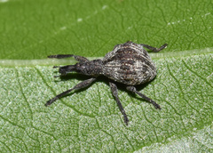 Aplemonus gibbipennis