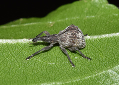 Aplemonus gibbipennis