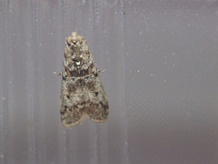 Ancylosis oblitella